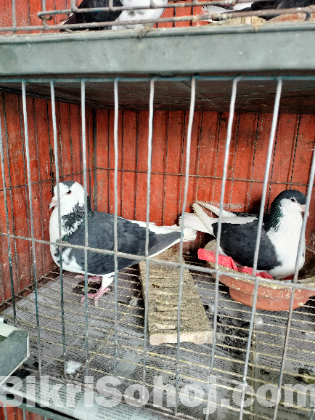 কবুতর